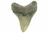 Serrated, Fossil Megalodon Tooth - North Carolina #368046-1